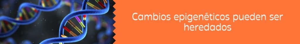 Cambios epigenéticos pueden ser heredados