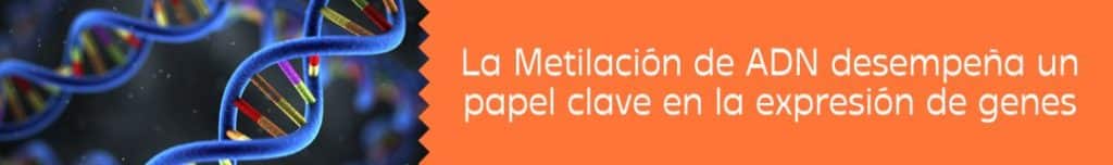 La Metilación de ADN desempeña un papel clave en la expresión de genes