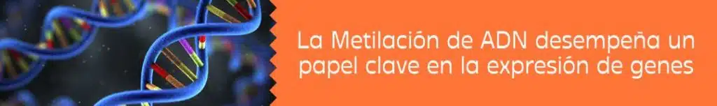 La Metilación de ADN desempeña un papel clave en la expresión de genes